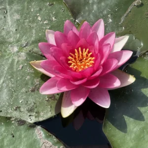 Seerose auf dem Wasser
