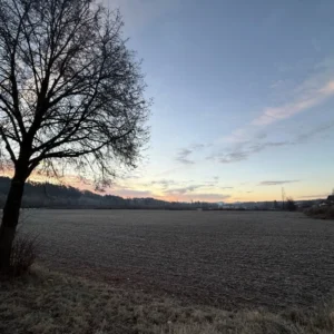 Baum im Abendlicht