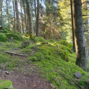 Waldweg im Morgenlicht