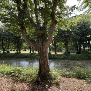 Alte Eiche am Wasser