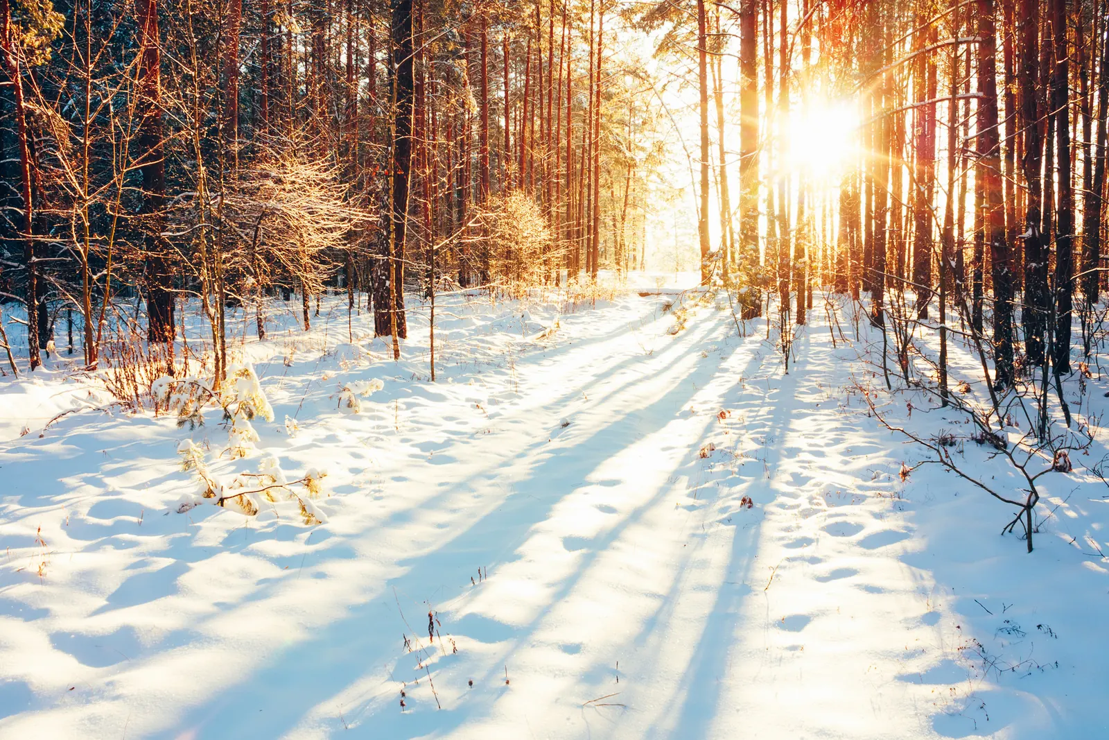 Winterwald im Sonnenuntergang